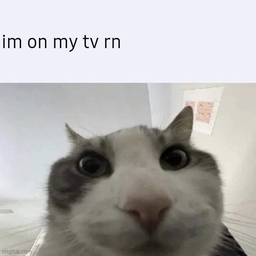 im comment banned btw | im on my tv rn | image tagged in green text cat | made w/ Imgflip meme maker