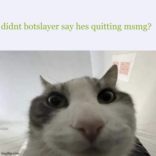 green text cat | didnt botslayer say hes quitting msmg? | image tagged in green text cat | made w/ Imgflip meme maker