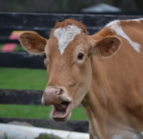 Dishonor on me‽ Blank Meme Template