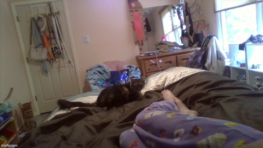 yall rate my bedroom! :> (yes my walls are PINK. srry room is a bit messy rn) | image tagged in firefly jpg | made w/ Imgflip meme maker