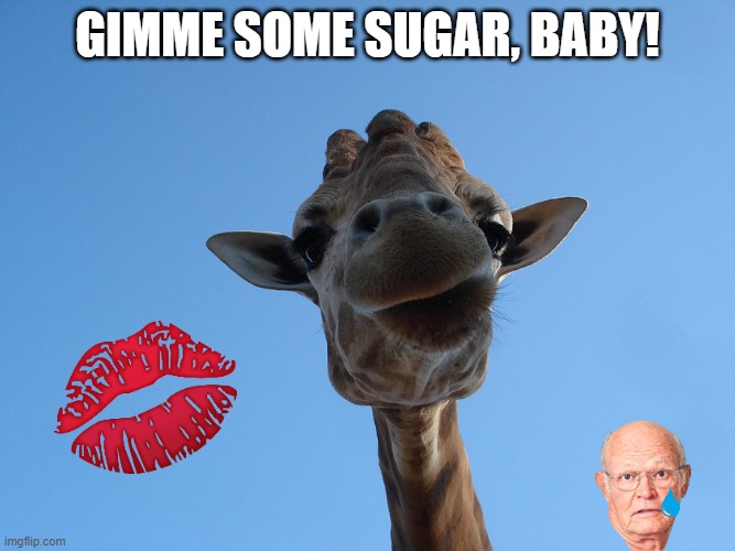 Wild Smooch! | gimme some sugar, baby! | image tagged in giraffe,kisses,old man | made w/ Imgflip meme maker