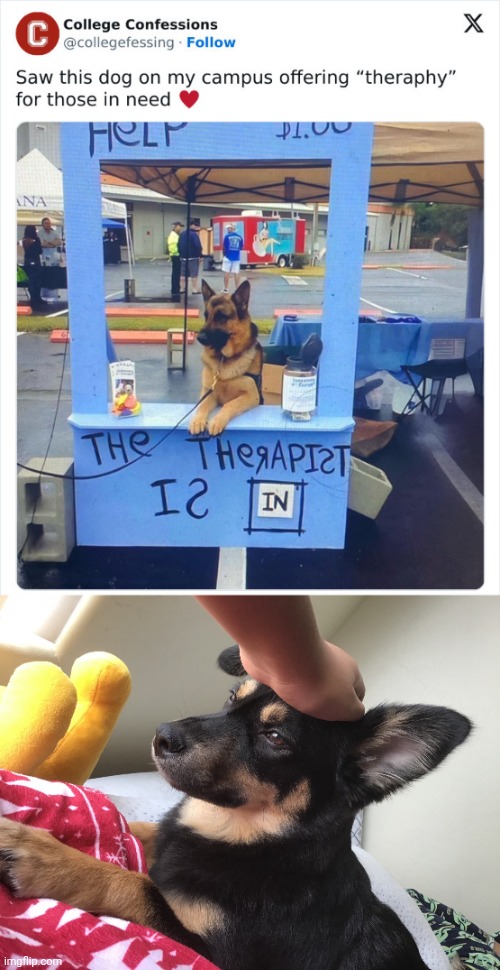 Dog therapist | image tagged in pet dog,dog,therapist,dogs,memes,therapy | made w/ Imgflip meme maker