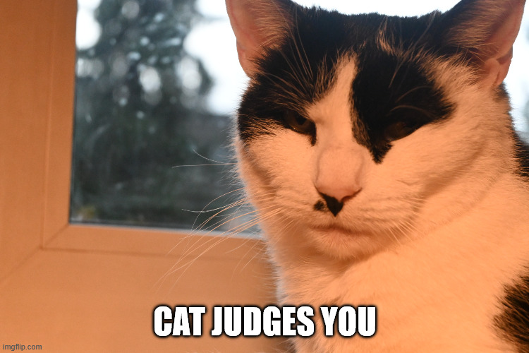 Judging cat | cat judges you | image tagged in judging cat | made w/ Imgflip meme maker