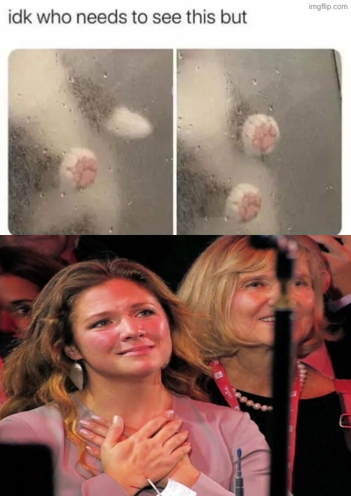 Aww It's Toe Beans | image tagged in cats,cute cats,toe beans,aww,adorable,paws | made w/ Imgflip meme maker