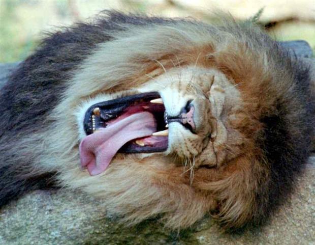 High Quality Lion Yawning Blank Meme Template