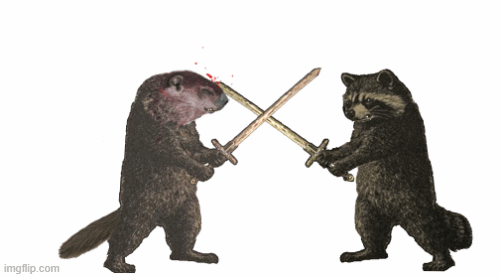 Racoon VS Ground Hog | image tagged in gifs,groundhog,racoon,critter fight | made w/ Imgflip images-to-gif maker
