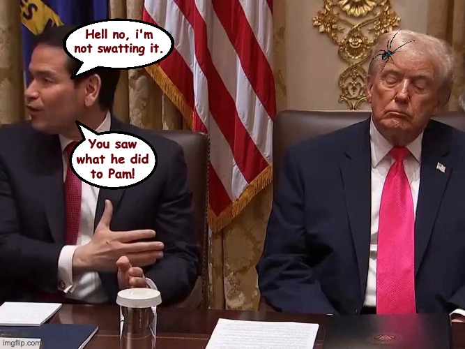 Cabinet meeting strategizing. | Hell no, i'm not swatting it. You saw
what he did
to Pam! | image tagged in now look what you've done,memes,spider | made w/ Imgflip meme maker