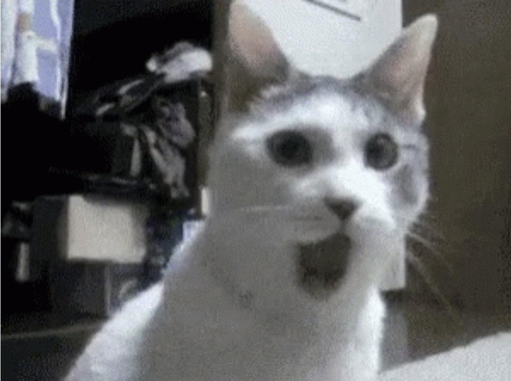 Cat gasping Blank Meme Template