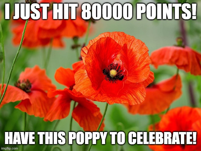The poppy is because it is ANZAC day | I just hit 80000 points! have this poppy to celebrate! | image tagged in poppies,memes,celebration,lets go | made w/ Imgflip meme maker