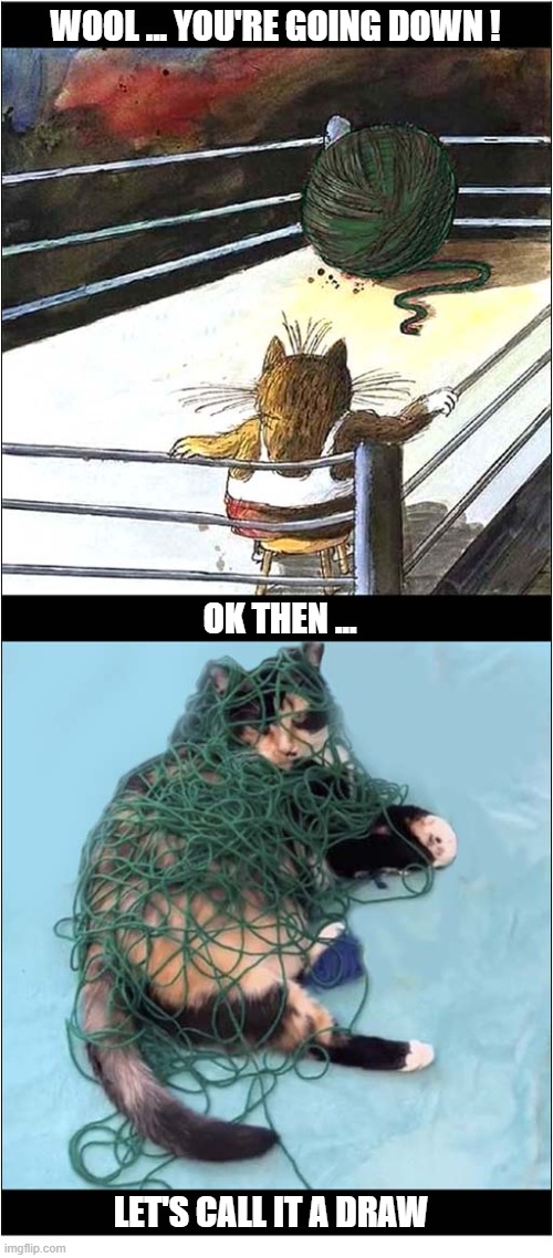 Cat Vs A Ball Of Wool | Wool ... You're Going Down ! Ok then ... Let's call it a draw | image tagged in cats,fight,wool,fail | made w/ Imgflip meme maker
