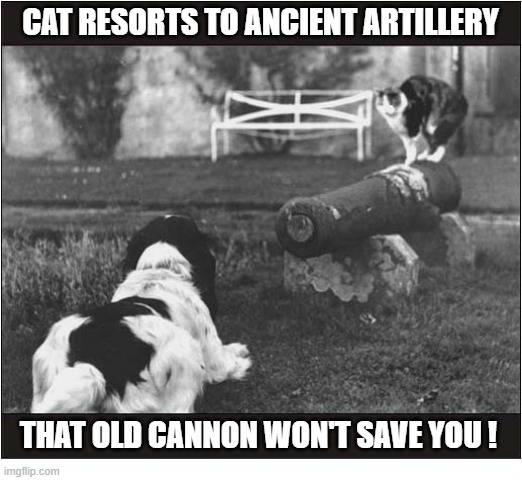 Dog Vs Cat | cat resorts to ancient artillery; that old Cannon won't save you ! | image tagged in dogs,cat,cannon | made w/ Imgflip meme maker