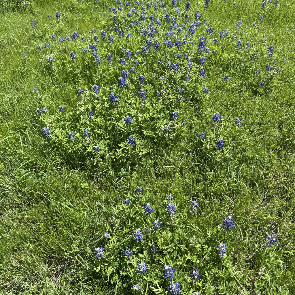 Bluebonnets 2026 flowers gardening Blank Meme Template