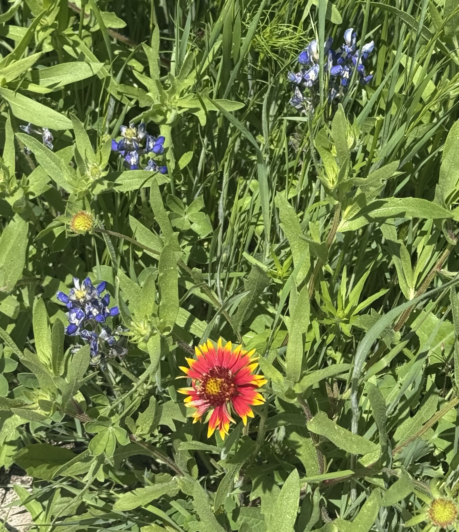 Indian Blanket Bluebonnet 2026 gardening wild flowers Blank Meme Template