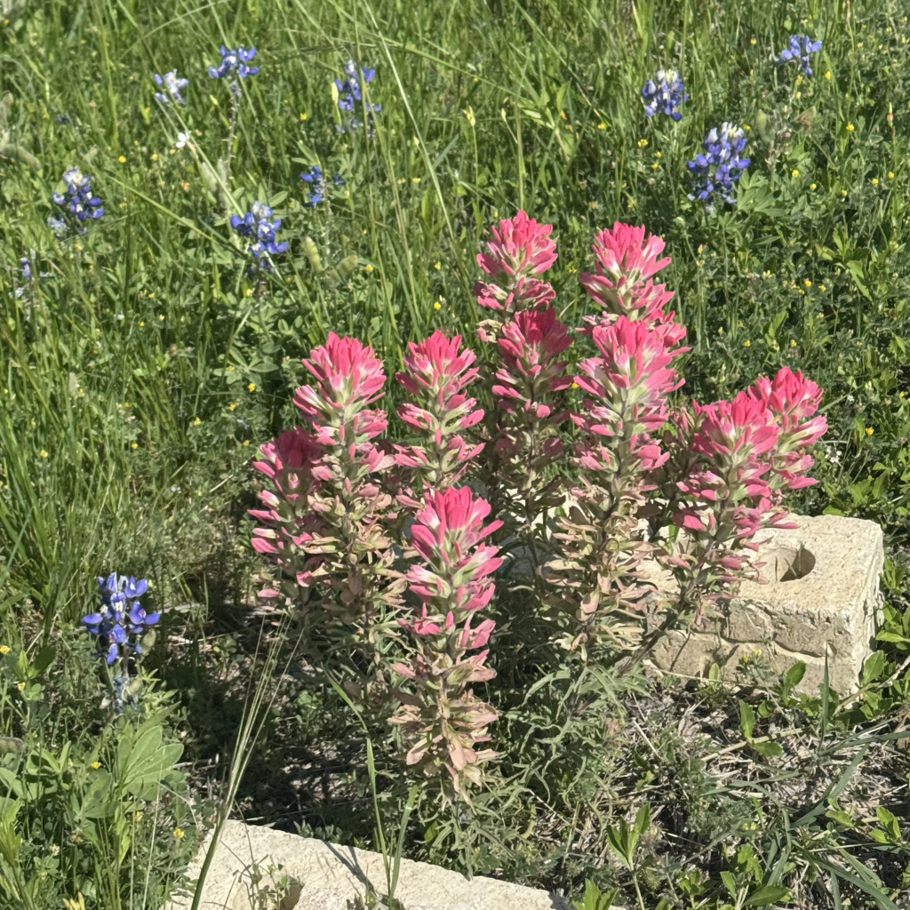 Bluebonnets Indian Paintbrush 2026 wildflowers gardening Blank Meme Template