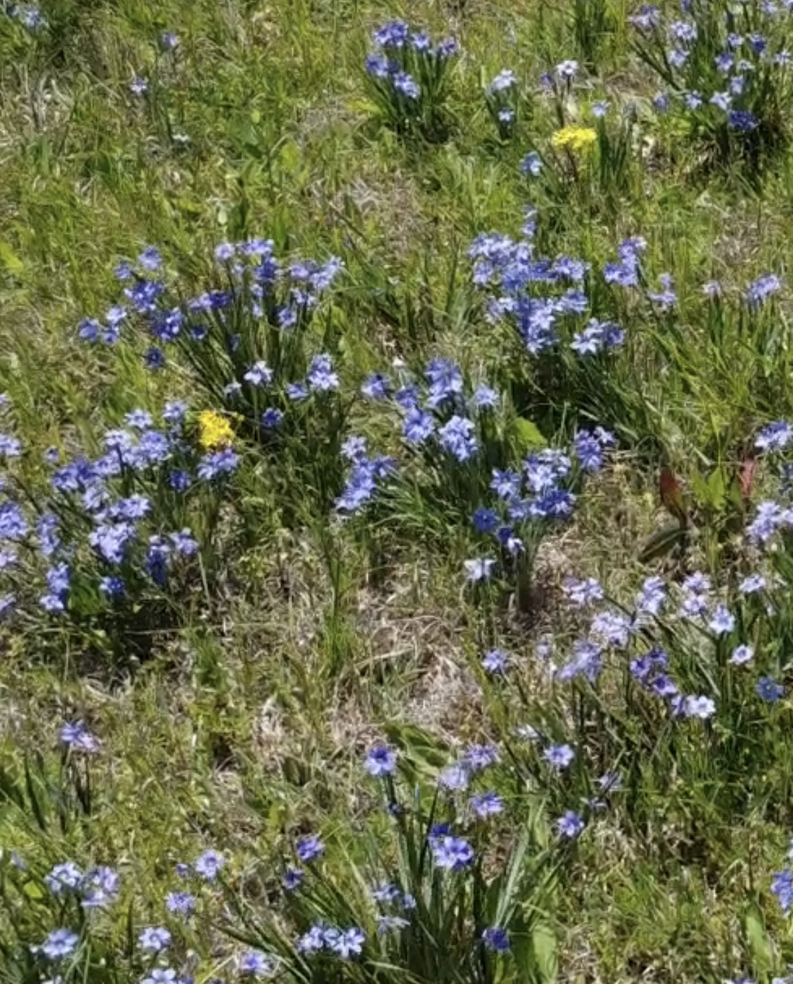 Blue-eyed grass gardening wildflower Blank Meme Template
