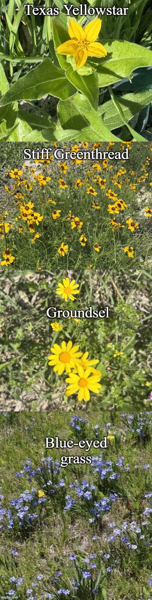 The beauty of wildflowers in Texas | Texas Yellowstar; Stiff Greenthread; Groundsel; Blue-eyed grass | image tagged in texas yellowstar gardening wildflower,stiff greenthread gardening wildflower,groundsel wildflower gardening | made w/ Imgflip meme maker