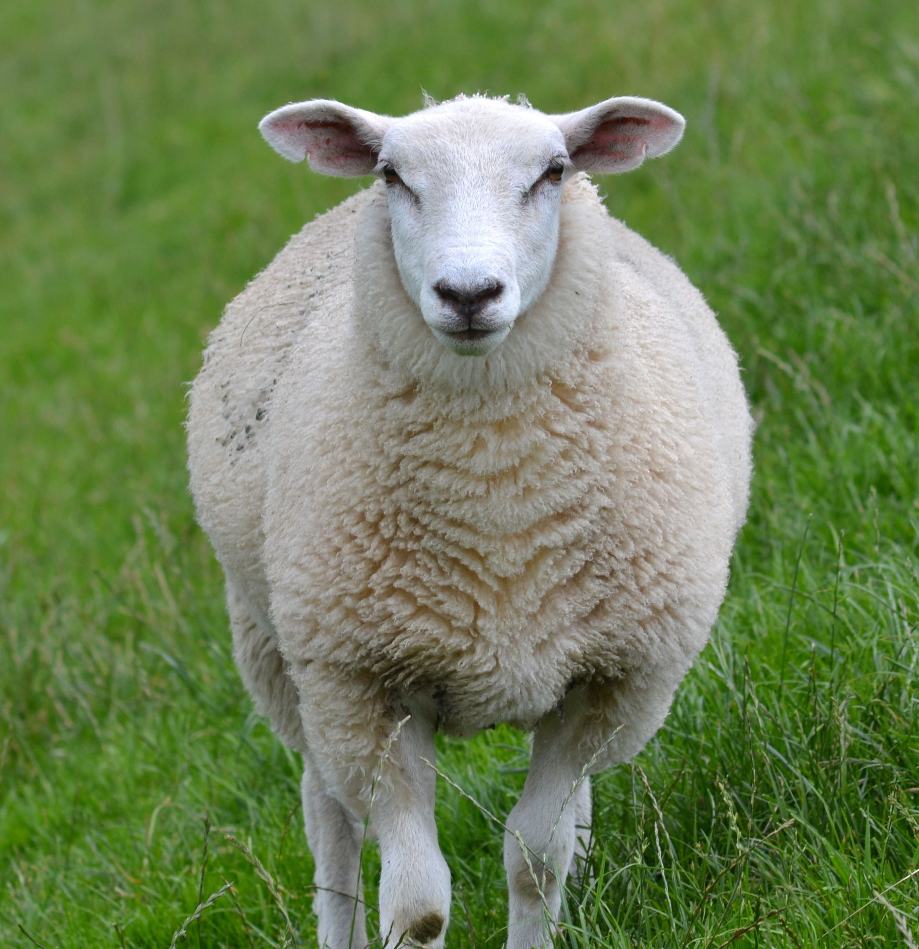 Sheep Blank Meme Template