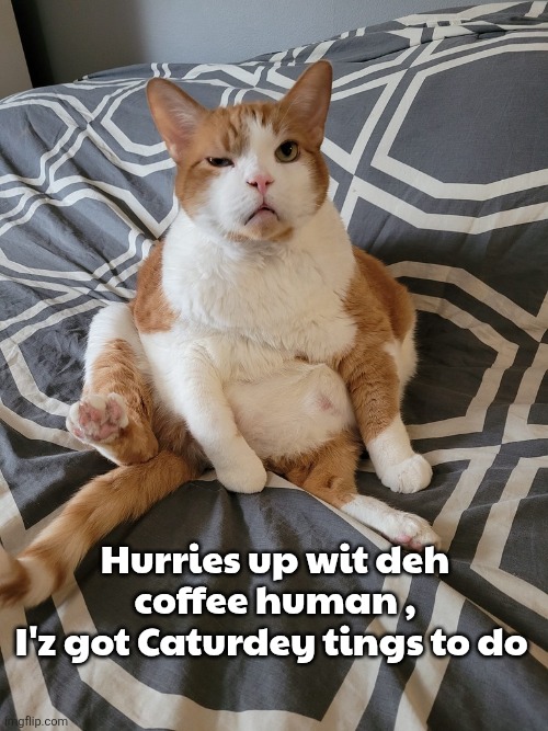 Caturday memes | Hurries up wit deh coffee human ,
I'z got Caturdey tings to do | image tagged in mlt0dfe2107948f45188e484b18db6596e8 jpeg | made w/ Imgflip meme maker