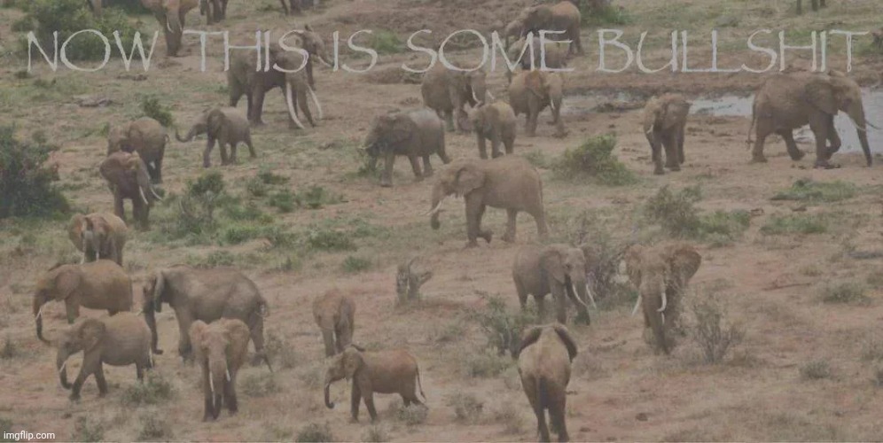 now this is some bs | image tagged in now this is some bs | made w/ Imgflip meme maker