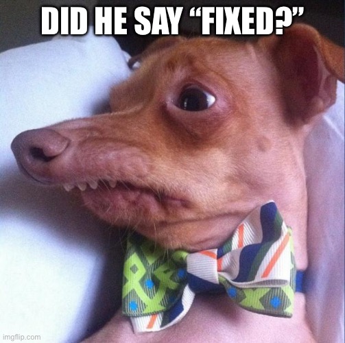 Tuna the dog (Phteven) | Did he say “fixed?” | image tagged in tuna the dog phteven | made w/ Imgflip meme maker