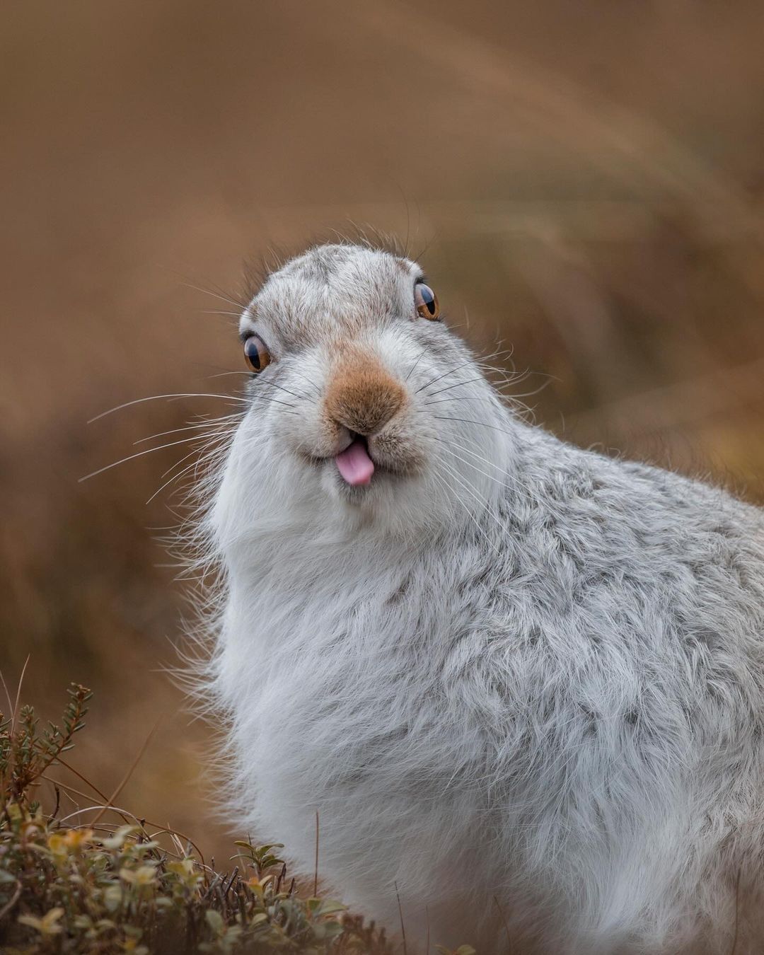 Bunny Stupid Blank Meme Template