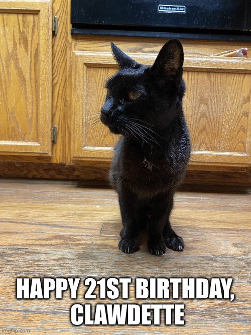 :3 <3 | Happy 21st Birthday,
 Clawdette | image tagged in happy birthday,we love you,cat | made w/ Imgflip meme maker