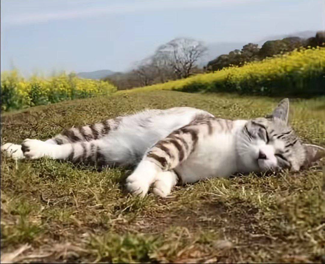 cat sleeping Blank Meme Template