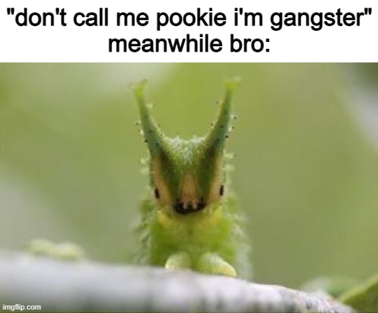 if not cat than why cat shaped | "don't call me pookie i'm gangster"
meanwhile bro: | image tagged in 1d3637d79fbc4e8413831caeba57b343 png | made w/ Imgflip meme maker