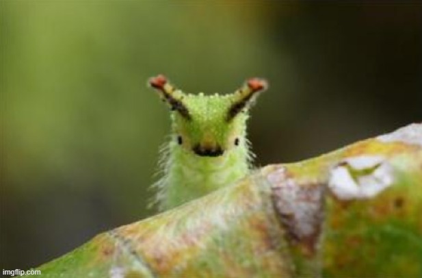 love this little citter | image tagged in screen-shot-2013-07-18-at-5 58 36-pm png | made w/ Imgflip meme maker