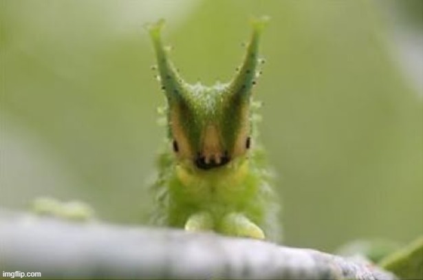 1d3637d79fbc4e8413831caeba57b343.png | image tagged in 1d3637d79fbc4e8413831caeba57b343 png | made w/ Imgflip meme maker