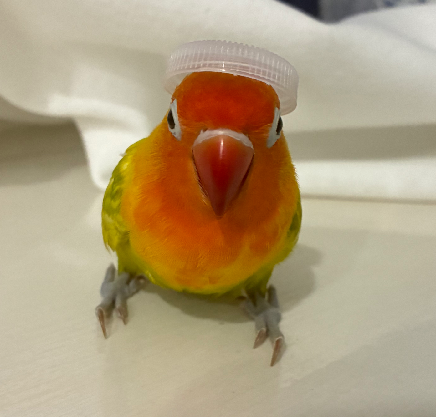 Funny war bird Blank Meme Template