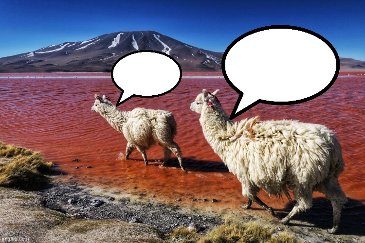 Llamas talking Blank Meme Template