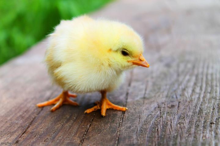 baby chicken | image tagged in baby chicken | made w/ Imgflip meme maker
