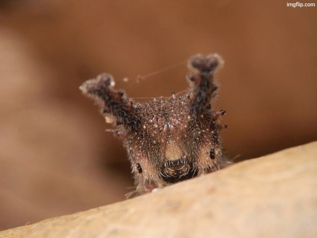 image tagged in gn8i1ecxqaamxa7 jpg | made w/ Imgflip meme maker