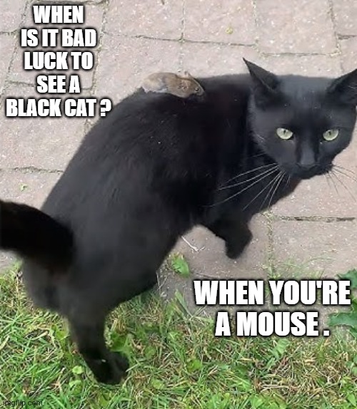 When is it bad luck to see a black cat?                   When you're a mouse. | When is it bad luck to see a black cat ? When you're a mouse . | image tagged in funny,humor,play on words,mouse,cat,kittens | made w/ Imgflip meme maker