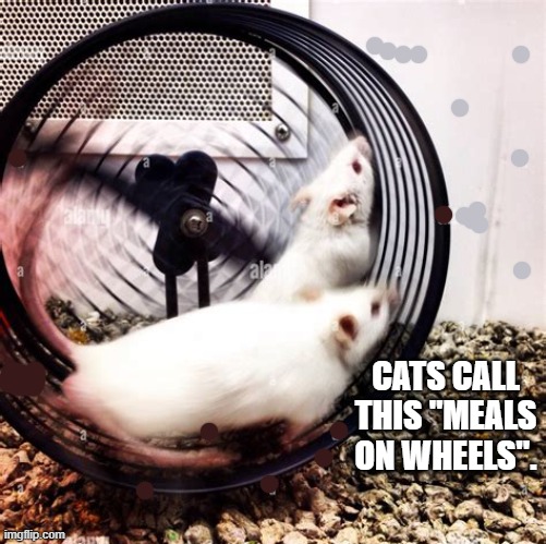 This is what cats call "meal on wheels".                    --  funny  -- | Cats call this "meals on wheels". | image tagged in cat,kittens,funny,humor,food,riddle | made w/ Imgflip meme maker