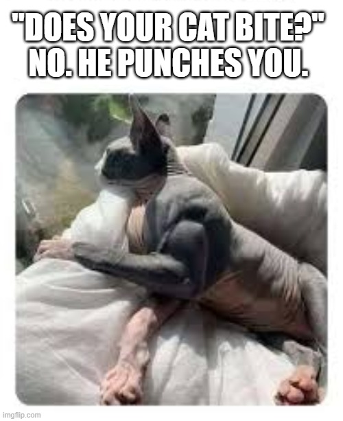Fluffy? More like Buffy. | "does your cat bite?"
no. he punches you. | image tagged in cats,buff,sphynx,punch,repost | made w/ Imgflip meme maker