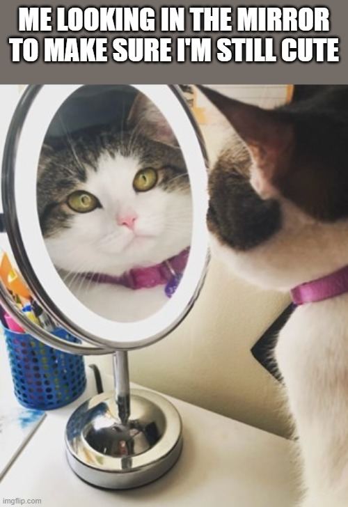 Cute Cat Meme | me looking in the mirror to make sure i'm still cute | image tagged in cute,cute cat,mirror,cat,funny,memes | made w/ Imgflip meme maker