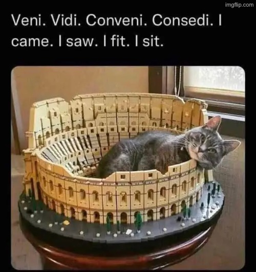 I Fit I Sit | image tagged in cats,funny cats,mischief,funny memes,cute cat,if i fits i sits | made w/ Imgflip meme maker