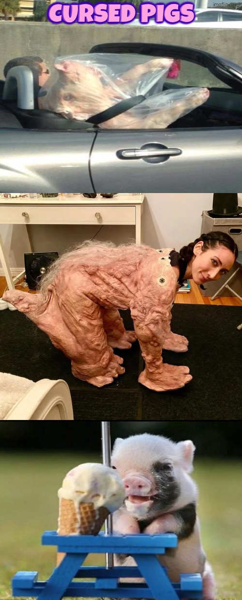 Cursed Pigs | Cursed pigs | image tagged in cursed images,pigs,excuse me wtf,unsee juice,drink bleach,pork | made w/ Imgflip meme maker