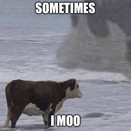 Sometimes Moo I | Sometimes; I moo | image tagged in contemplative cow in surf | made w/ Imgflip meme maker