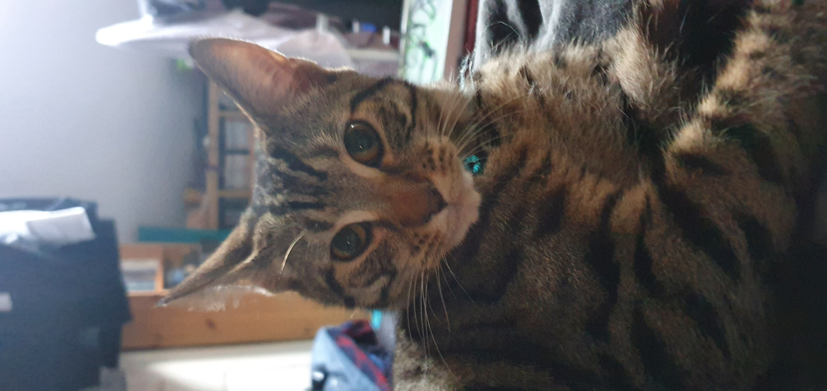 Shocked cat Blank Meme Template