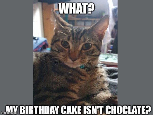 Shocked tabby | WHAT? My birthday cake isn't choclate? | image tagged in cat,scared cat,confused | made w/ Imgflip meme maker