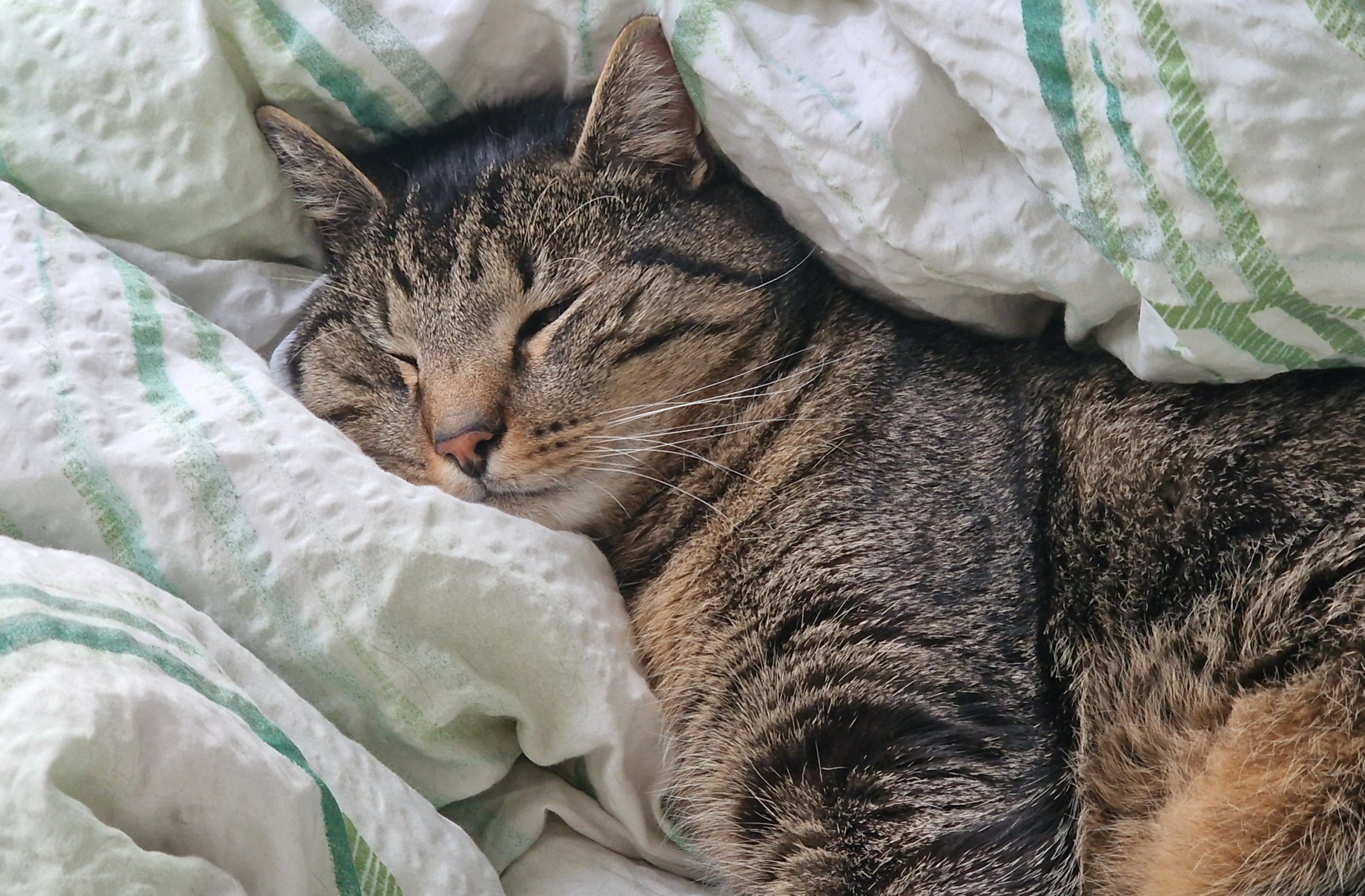 Bored cat Blank Meme Template