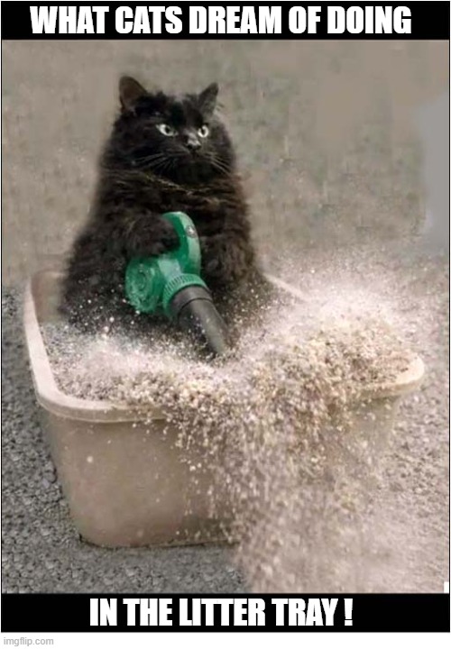 If They Could, They Would ! | what cats dream of doing; in the litter tray ! | image tagged in cats,dreams,leaf blower,litter tray,litter box | made w/ Imgflip meme maker
