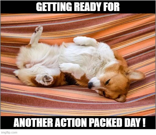 I'm Not Sure About This ? | Getting ready for; Another Action Packed Day ! | image tagged in dogs,corgi,lazy | made w/ Imgflip meme maker