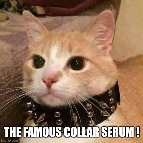 Edgelord kitten | The famous collar serum ! | image tagged in edgelord kitten | made w/ Imgflip meme maker