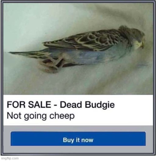 No Time Wasters Please ! | image tagged in for sale,dead,budgie,buy it now | made w/ Imgflip meme maker