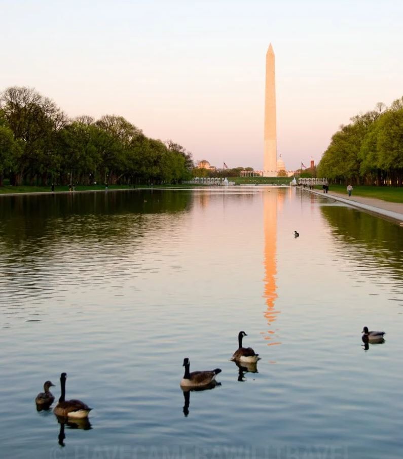 DC reflecting pool ducks Blank Meme Template