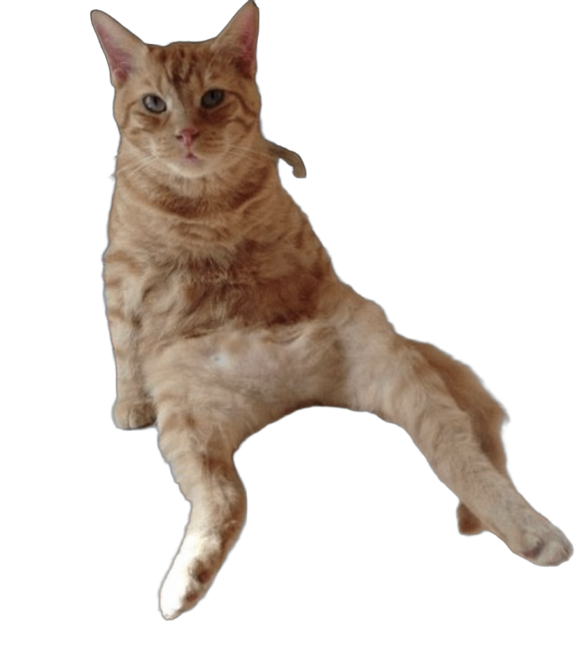 Orange Cool Cat Blank Meme Template